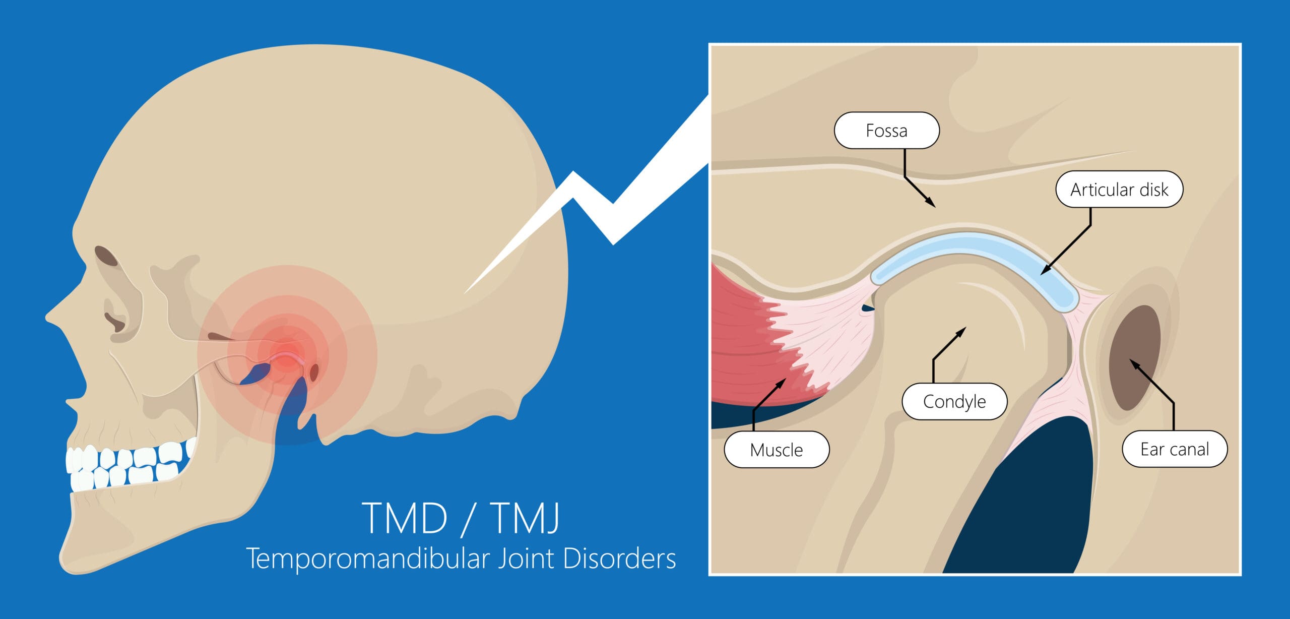 temporomandibular joint